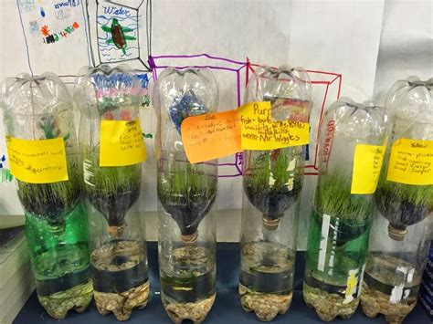 soil testing in bottle ecosystem|bottled ecosystem annotation pdf.